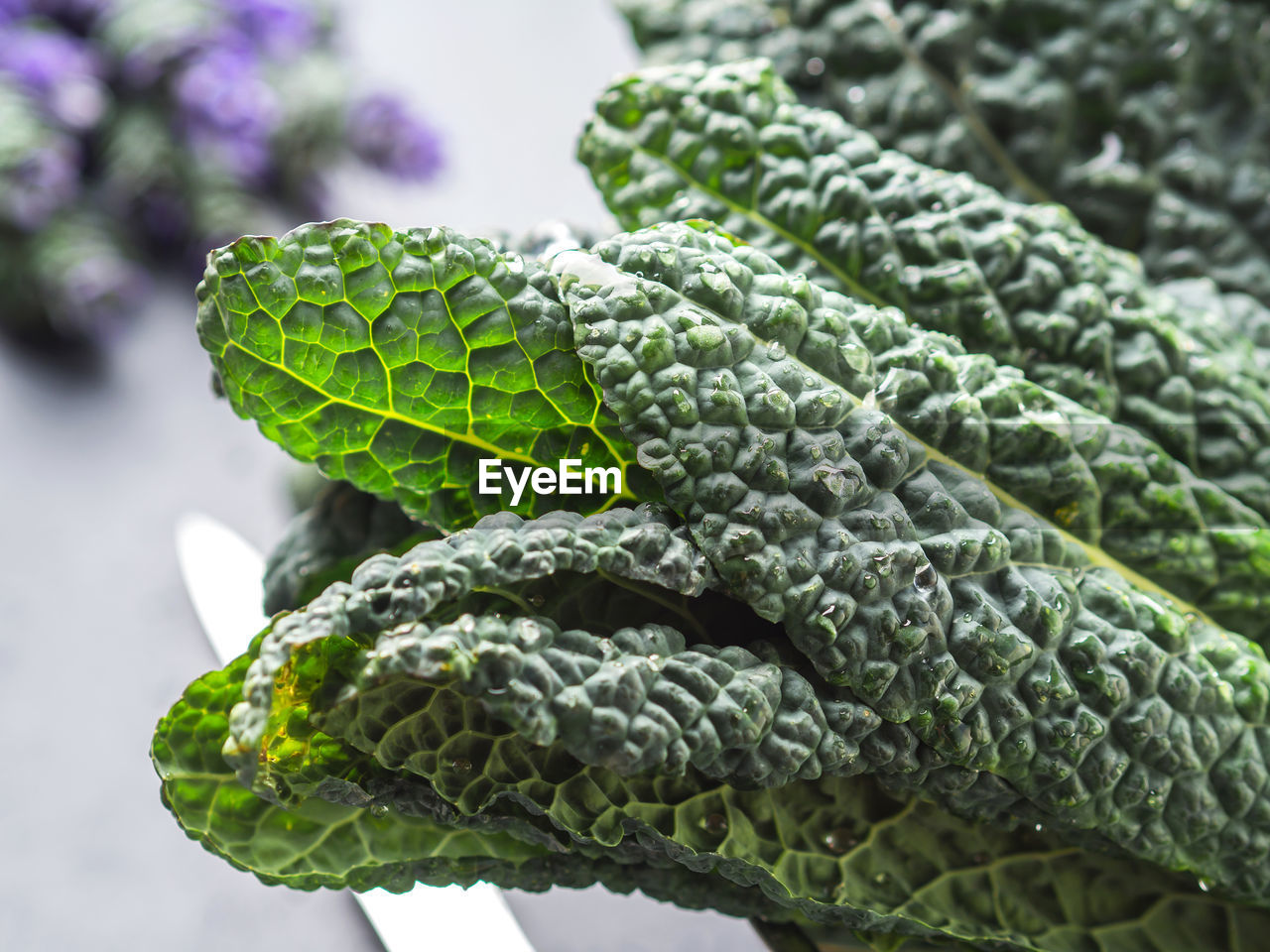 CLOSE-UP OF FRESH LEAVES