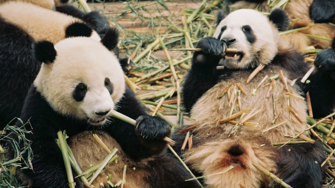 Close-up of pandas eating bamboo