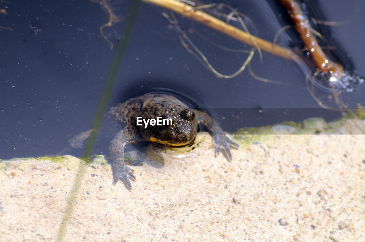 CLOSE-UP OF TURTLE IN SWIMMING