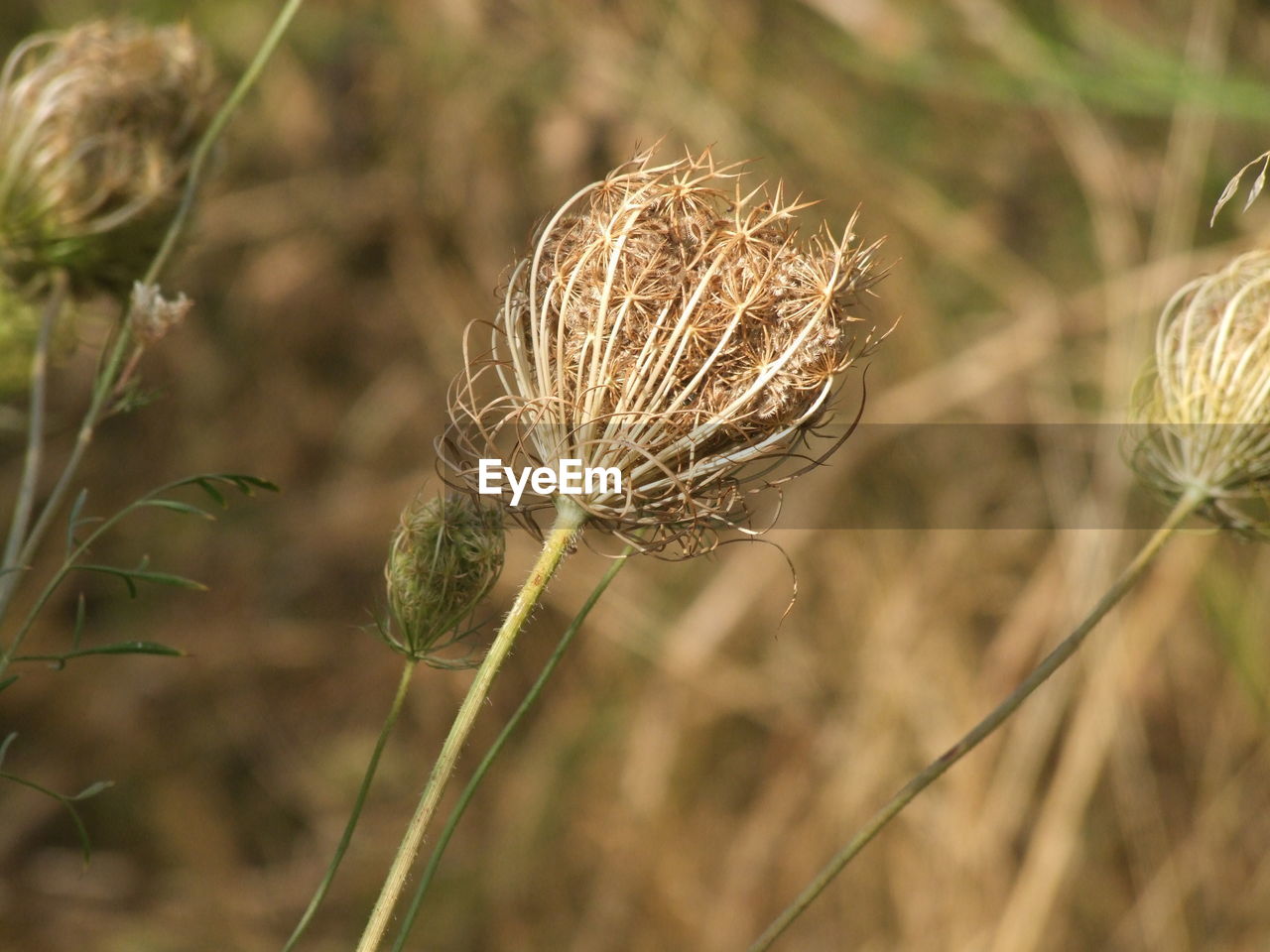 Close-up of dried plant on field