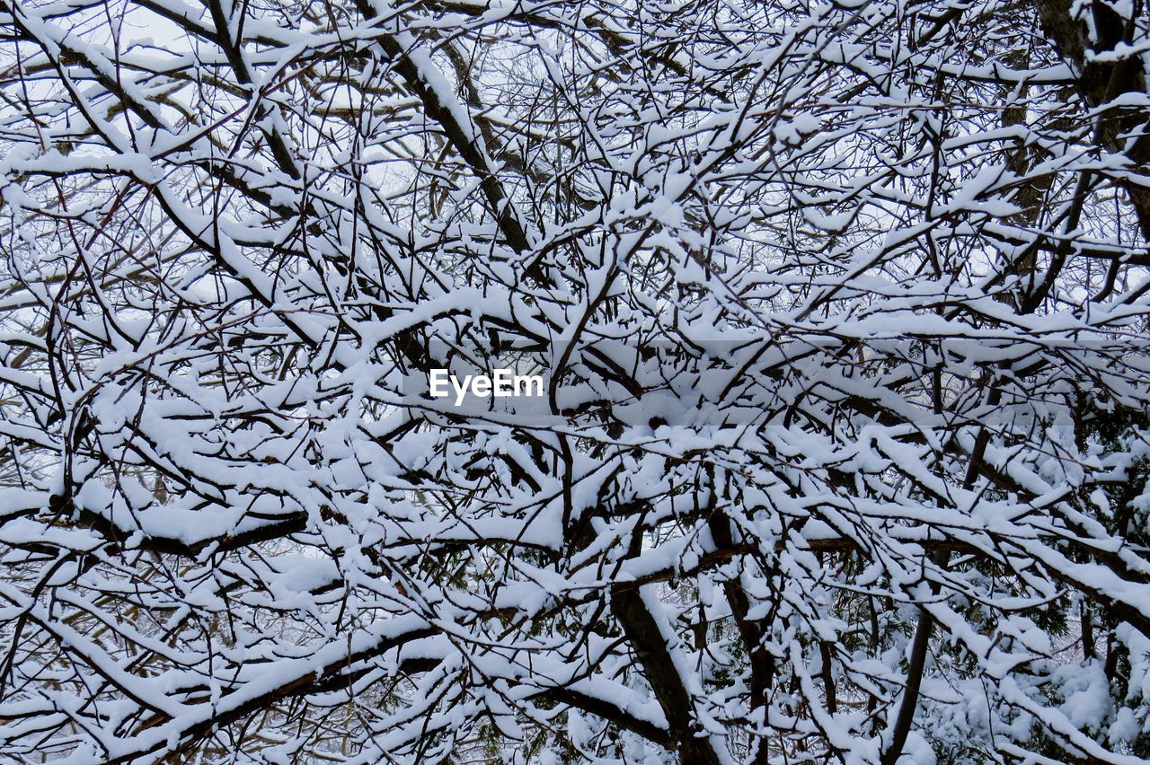 CLOSE-UP OF FROZEN TREE