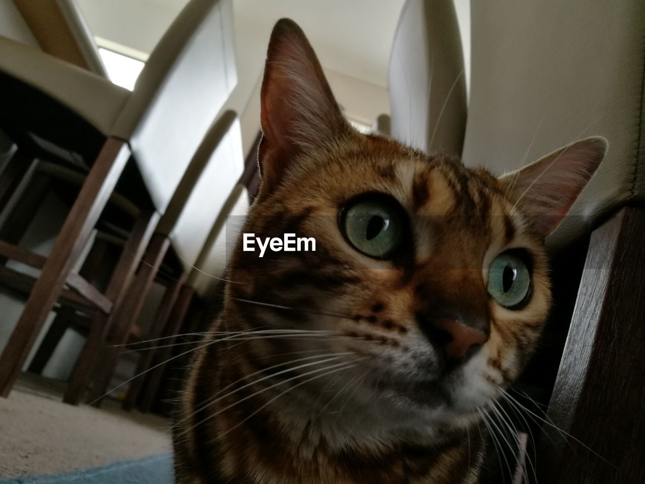 CLOSE-UP OF CAT ON FLOOR