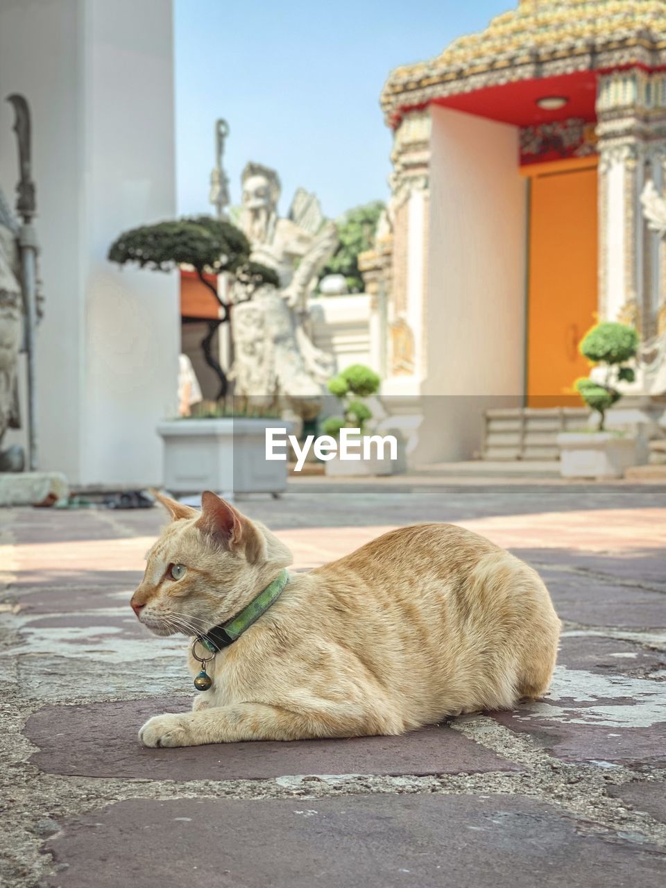 VIEW OF A DOG SITTING IN A BUILDING