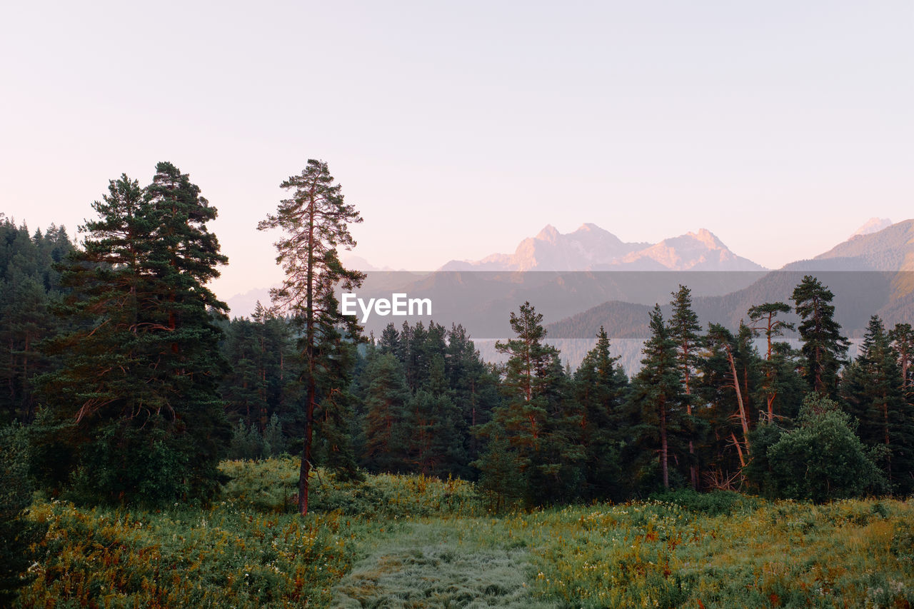 Scenic view of pine trees against sky