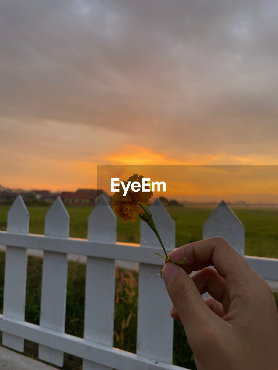 Midsection of person holding flower on field against sky during sunset