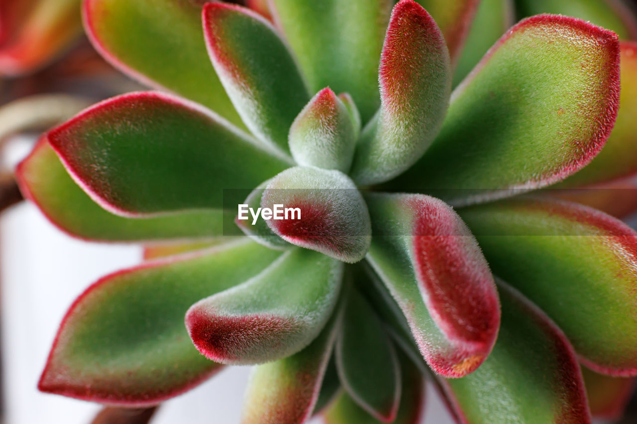 plant, succulent plant, close-up, growth, beauty in nature, flower, green, nature, no people, cactus, leaf, plant part, petal, freshness, fruit, macro photography, food and drink, outdoors, food, focus on foreground, flowering plant, backgrounds, full frame