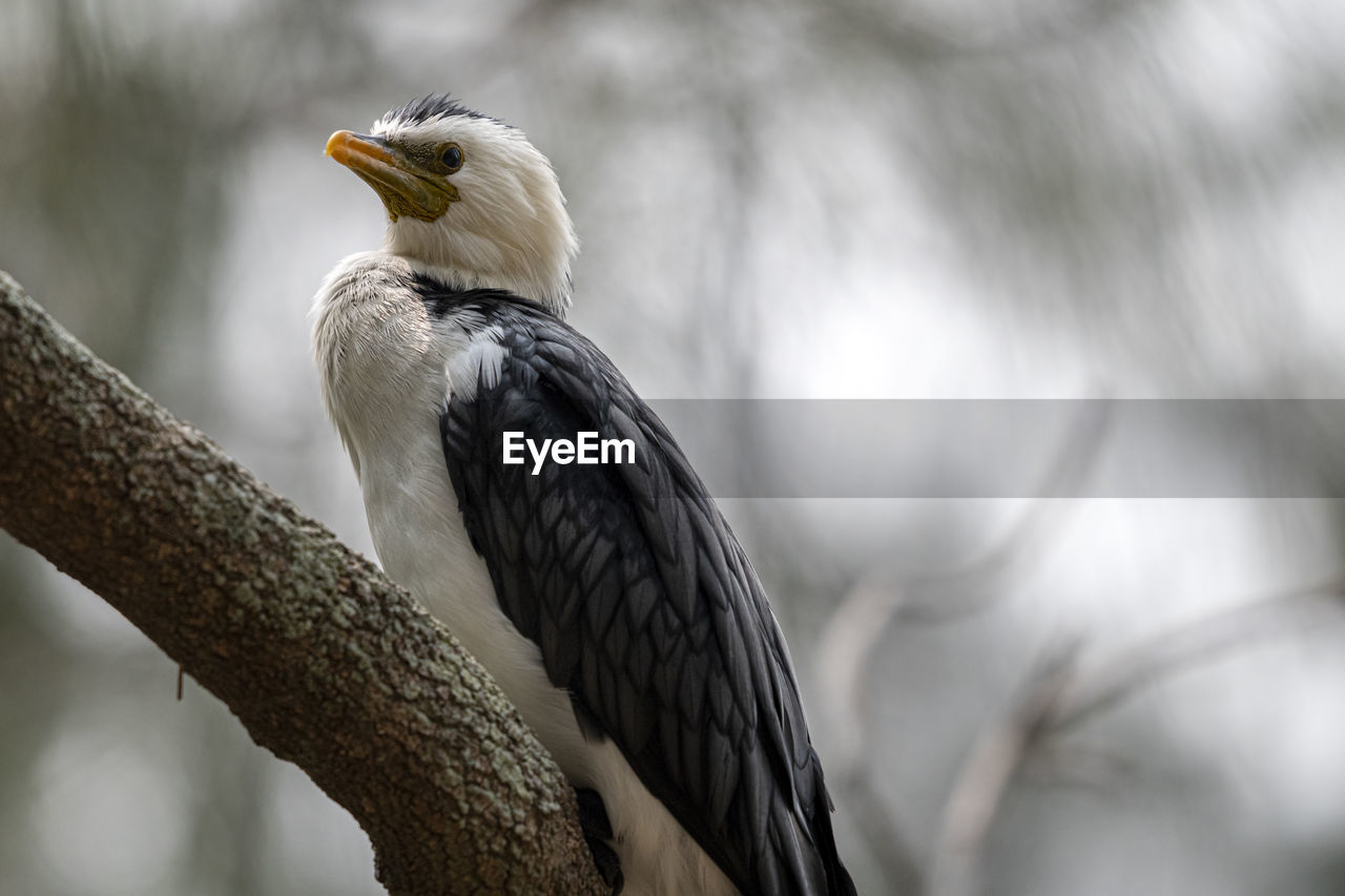CLOSE-UP OF EAGLE PERCHING ON BRANCH