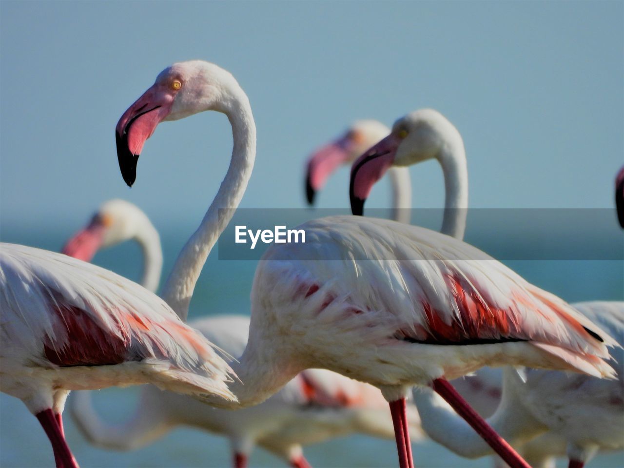 Flock of greater flamingos