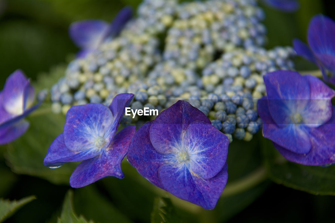 Close-up of purple flowers