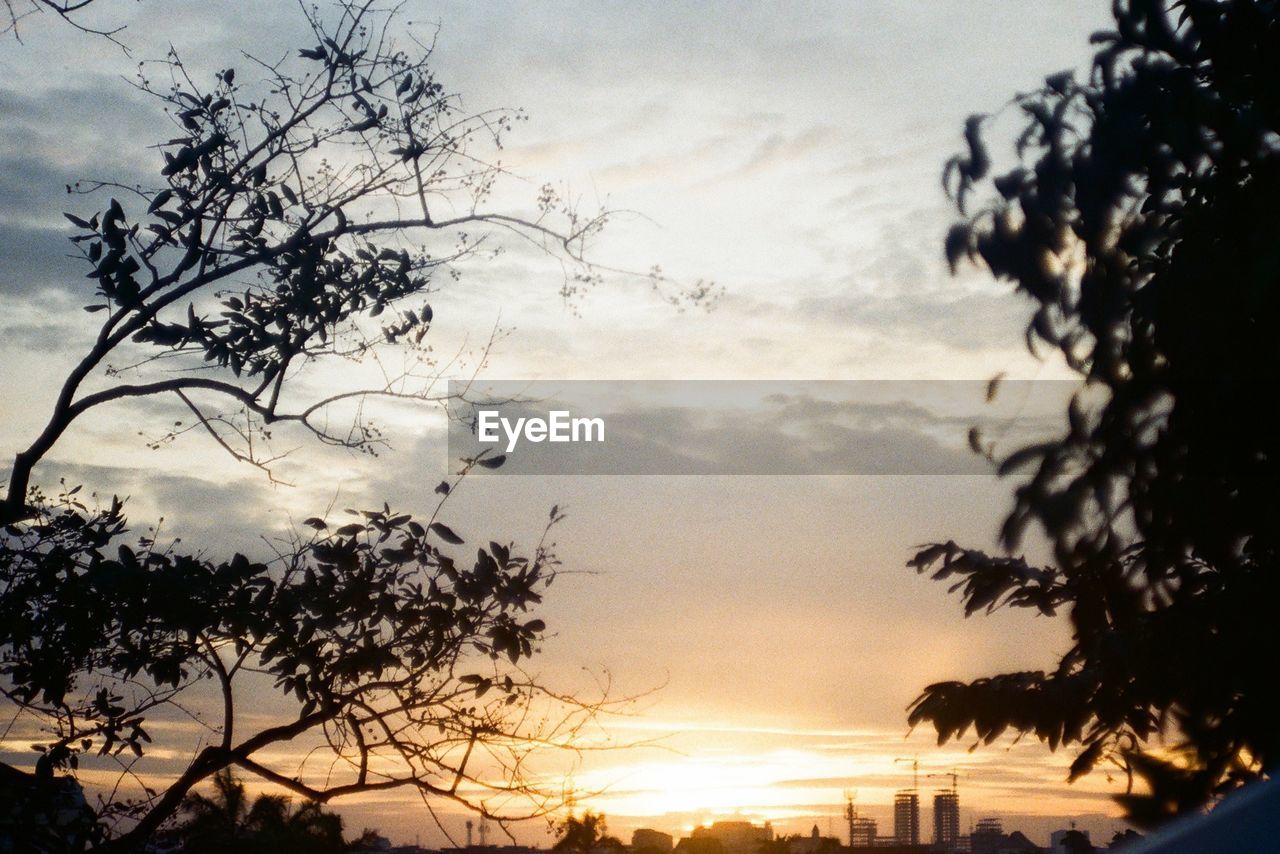 SILHOUETTE TREE AGAINST SKY DURING SUNSET