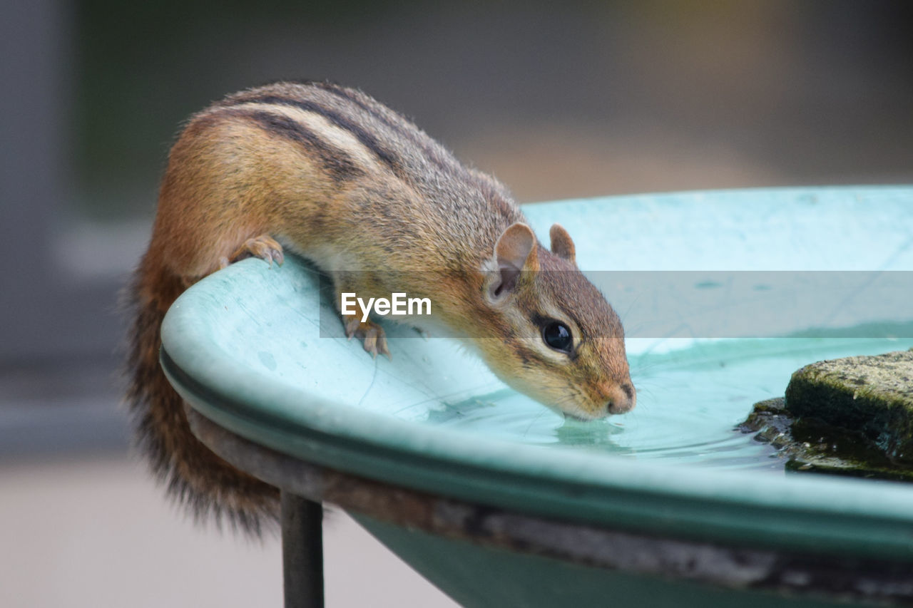 Close-up of chipmunk drinking water