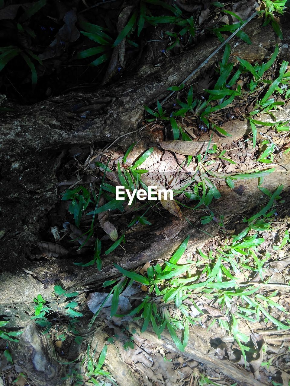 HIGH ANGLE VIEW OF TREES