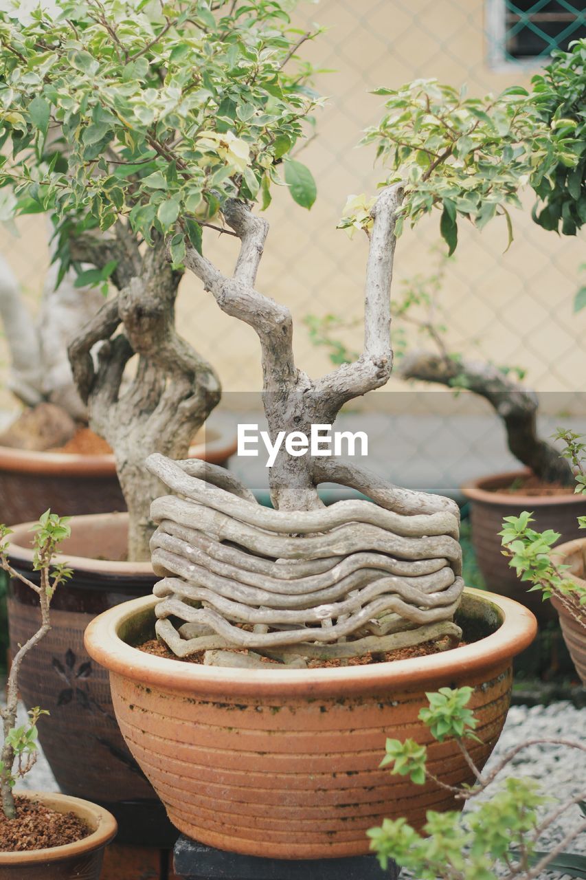 CLOSE-UP OF POTTED PLANTS