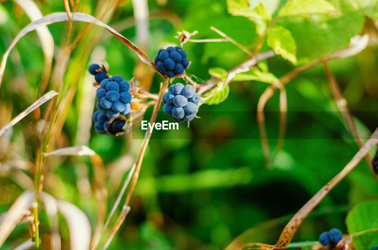 Blue blackberry, berries on green bushes.