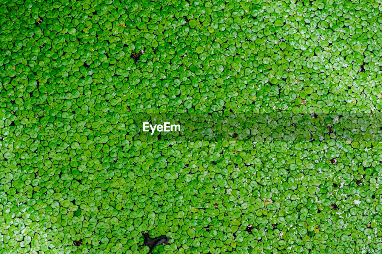 FULL FRAME SHOT OF PLANTS