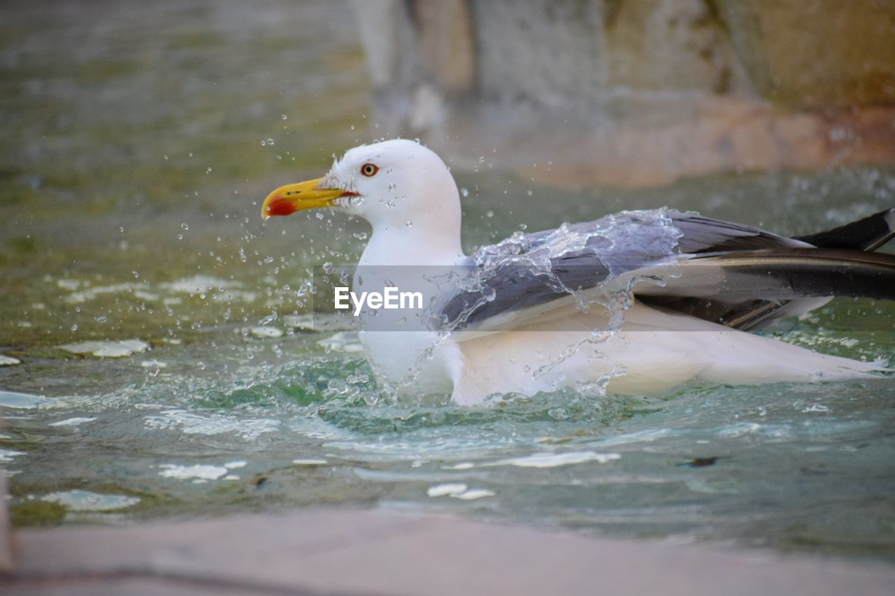 SIDE VIEW OF SEAGULL IN A WATER
