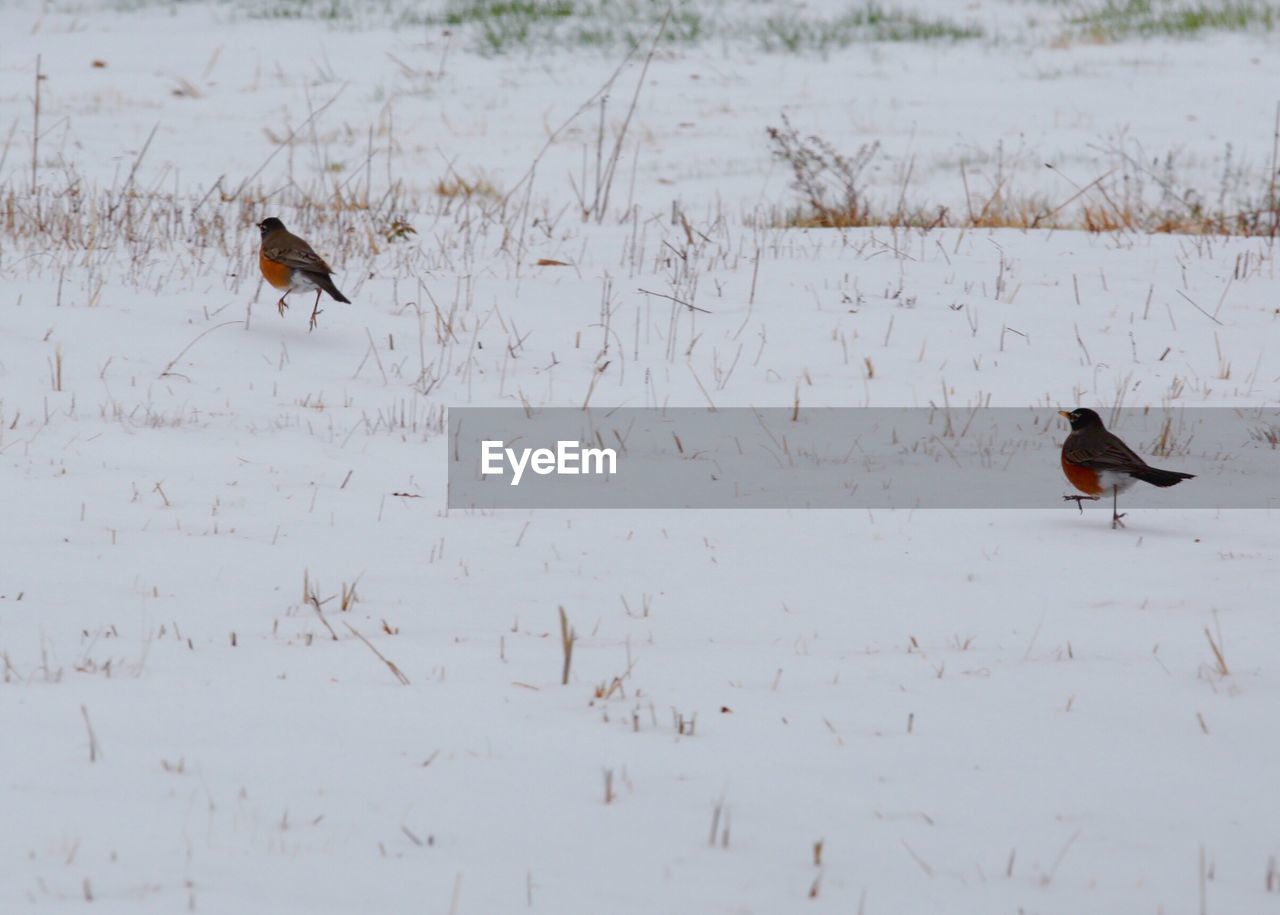 Birds perching on snowy field
