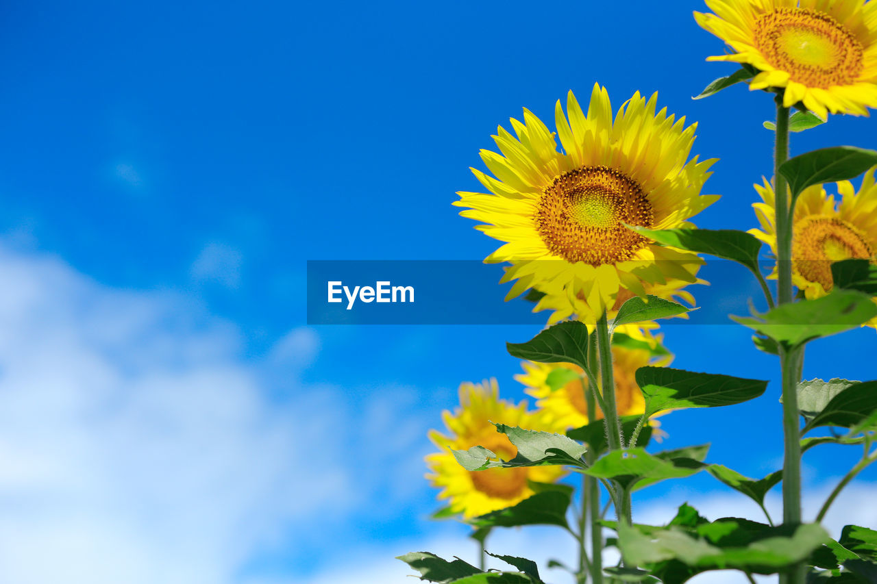 Low angle view of sunflowers against sky
