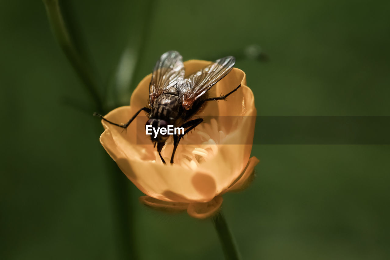 CLOSE-UP OF BEE ON FLOWER