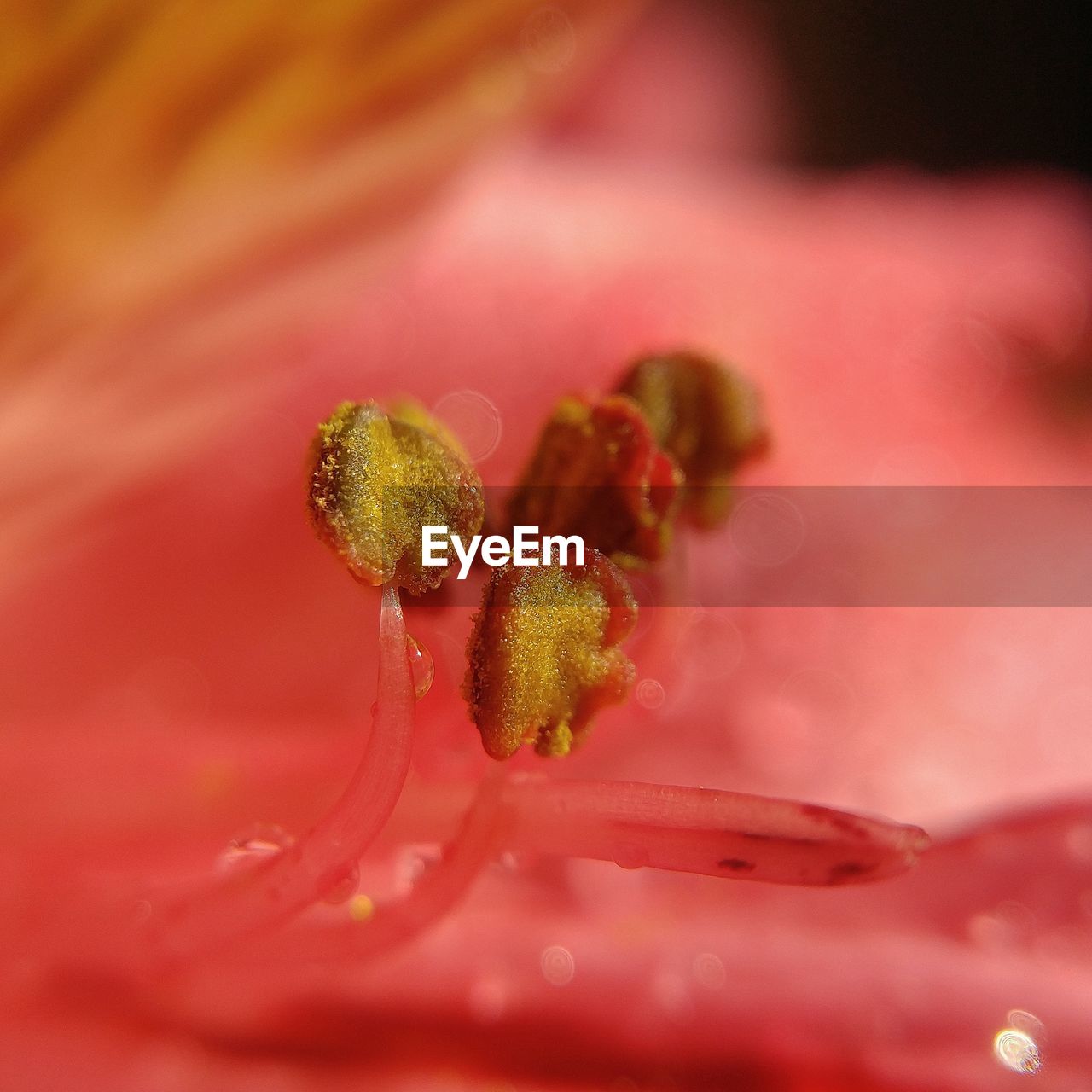 EXTREME CLOSE-UP OF INSECT ON RED FLOWER