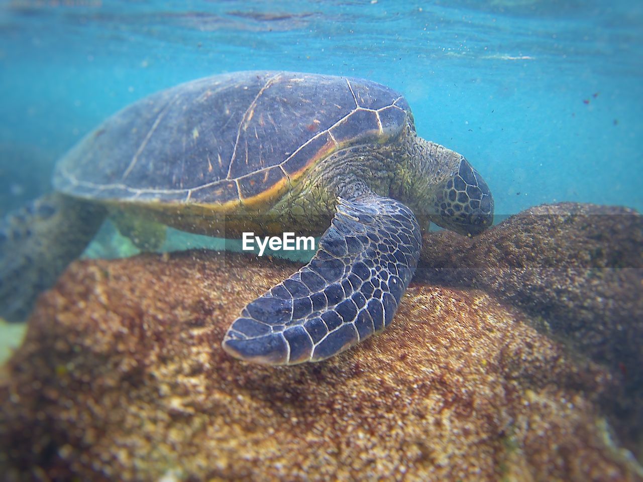Close-up of turtle swimming in hawaiian sea