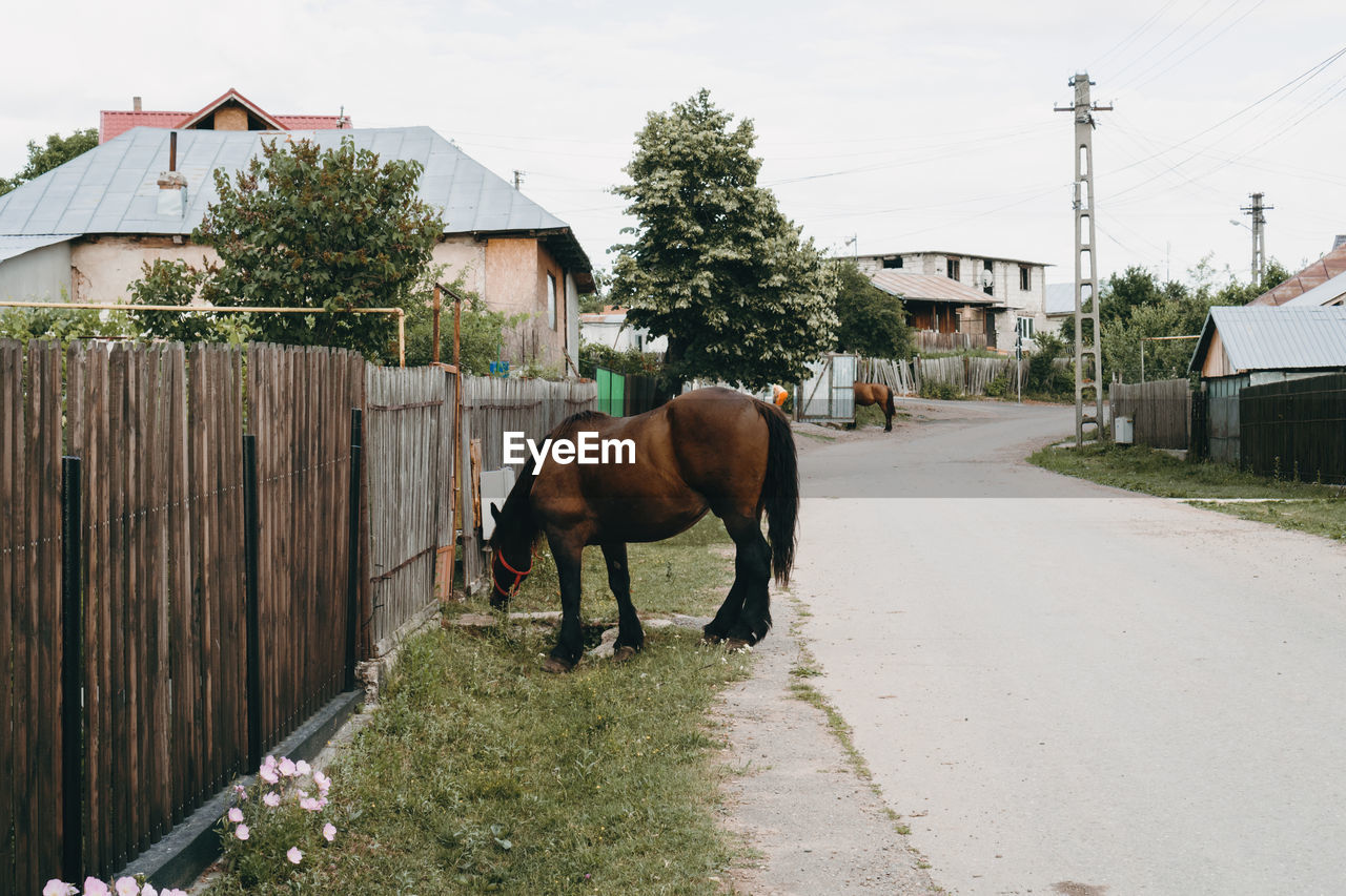 HORSE STANDING ON ROAD BY HOUSE