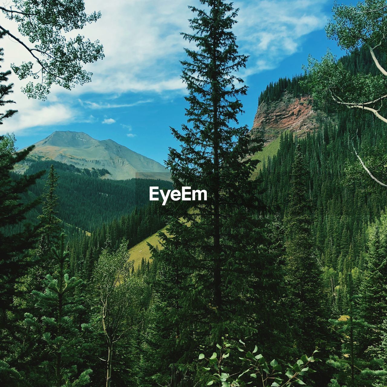 VIEW OF PINE TREES AGAINST SKY