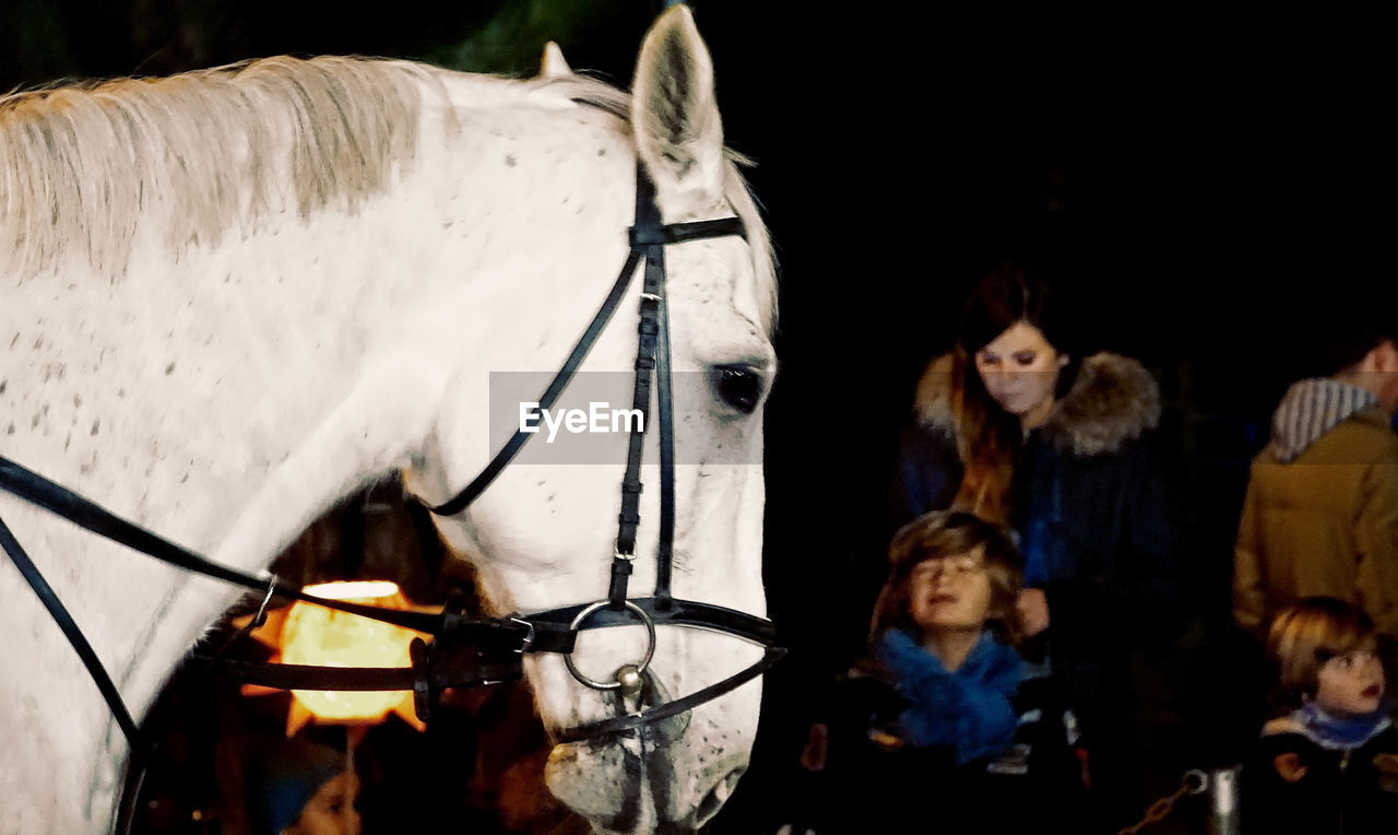 CLOSE-UP OF HORSE ON GROUND