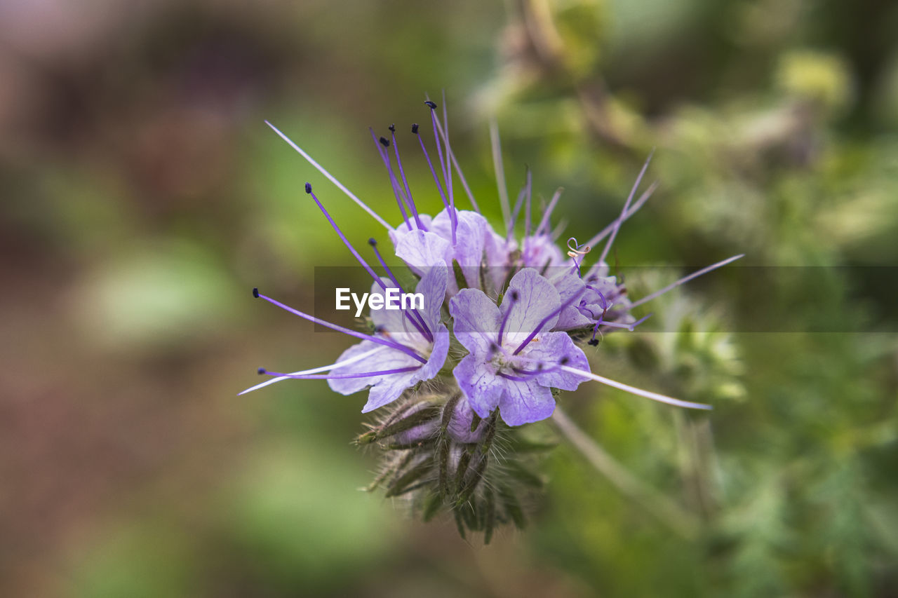 Close-up of purple lavender flower