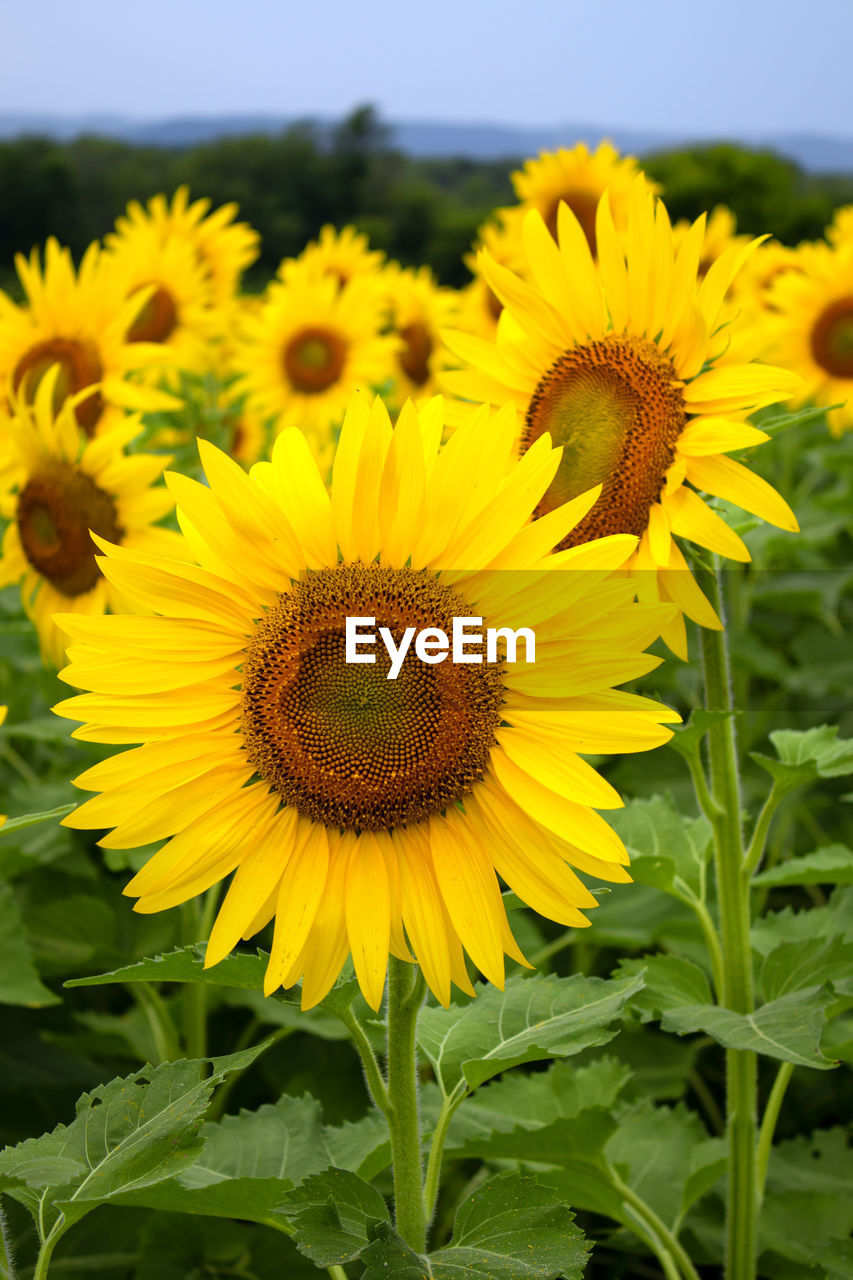 CLOSE-UP OF YELLOW SUNFLOWERS ON FLOWERING PLANT