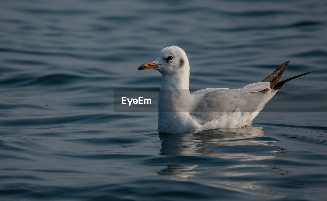 close-up of bird