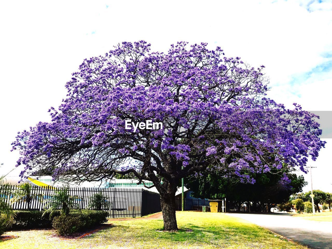 VIEW OF PURPLE FLOWERING PLANTS AGAINST SKY