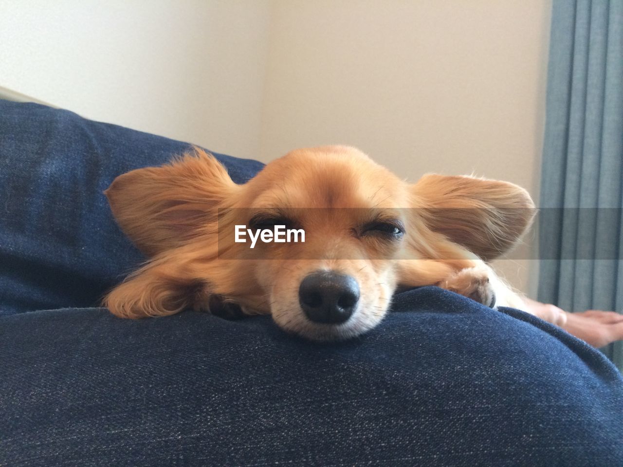 Close-up of chihuahua relaxing on lap at home