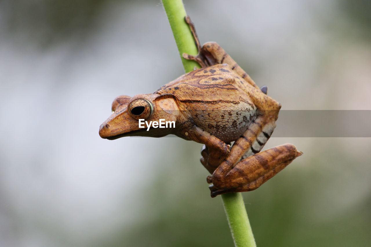 animal themes, animal, animal wildlife, one animal, close-up, macro photography, nature, wildlife, animal body part, reptile, focus on foreground, insect, no people, plant, lizard, side view, outdoors, tree, leaf, brown, day, branch, environment, beauty in nature