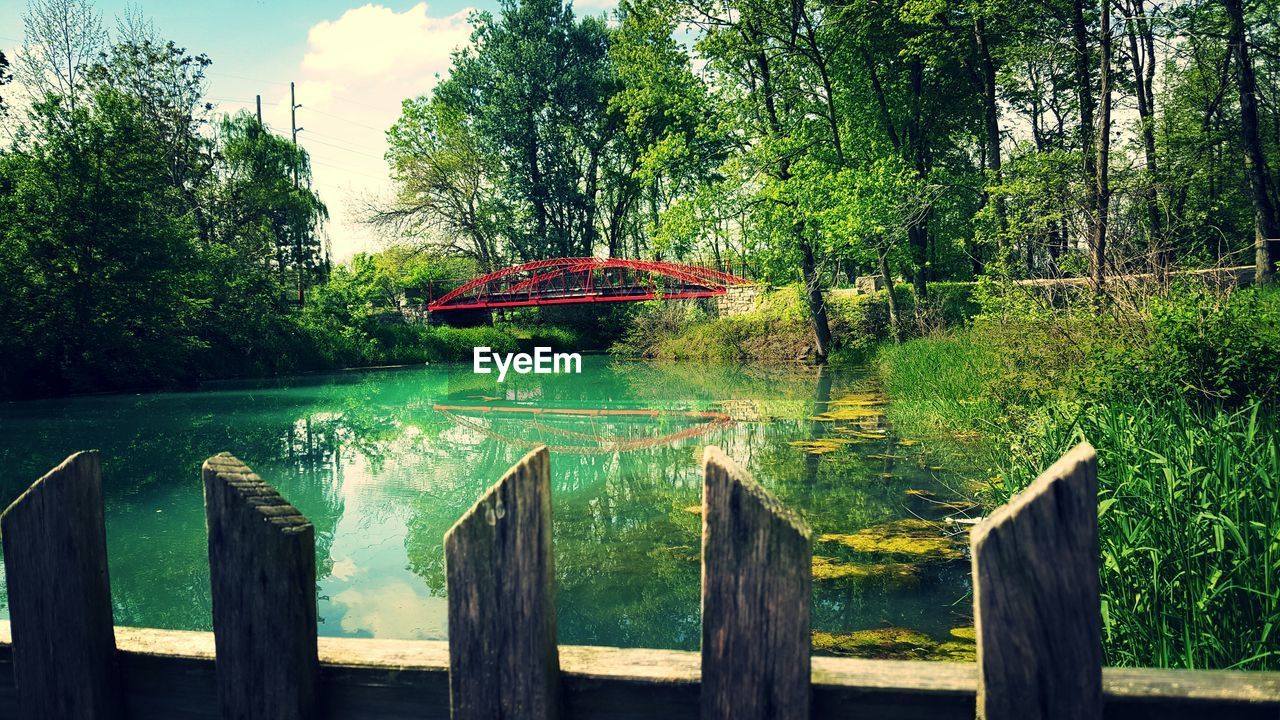 WOODEN TREES IN PARK