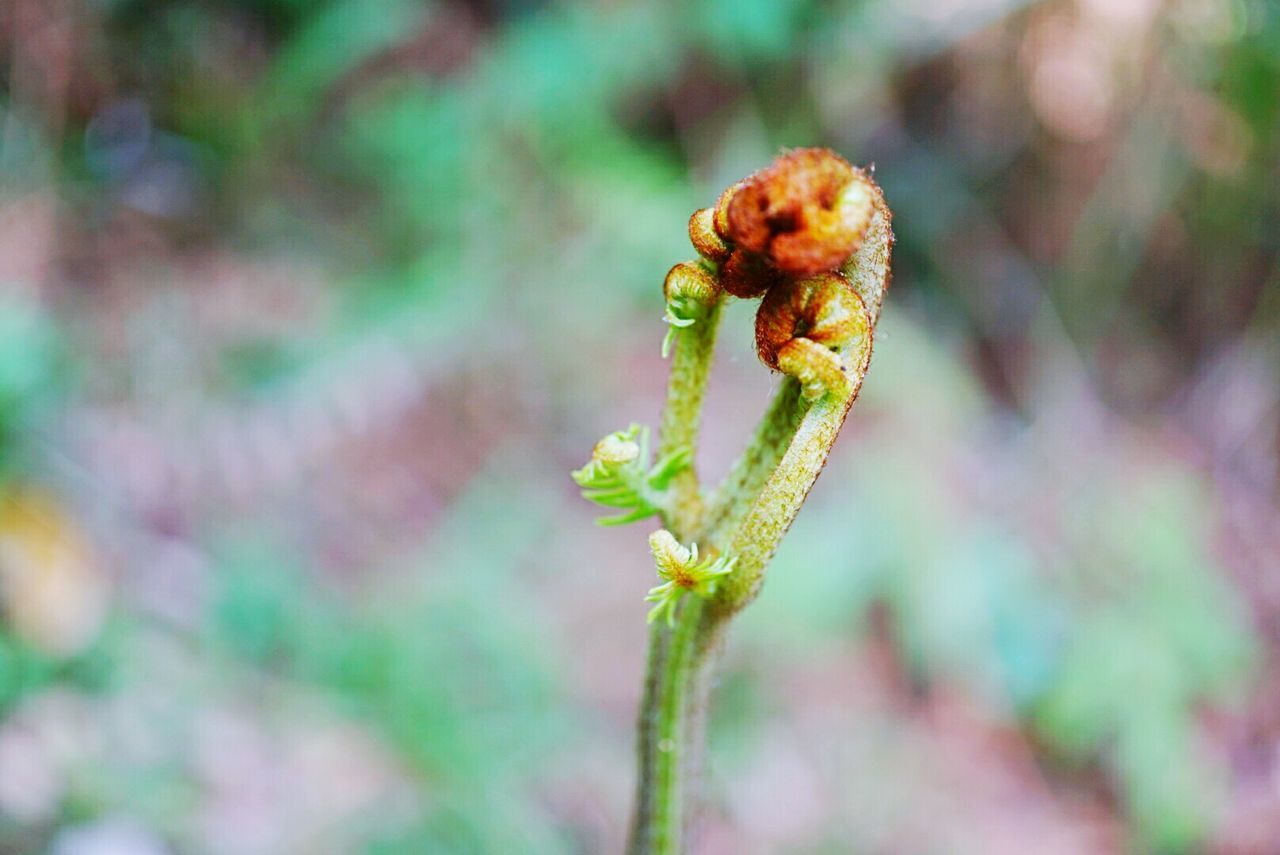 CLOSE-UP OF PLANT