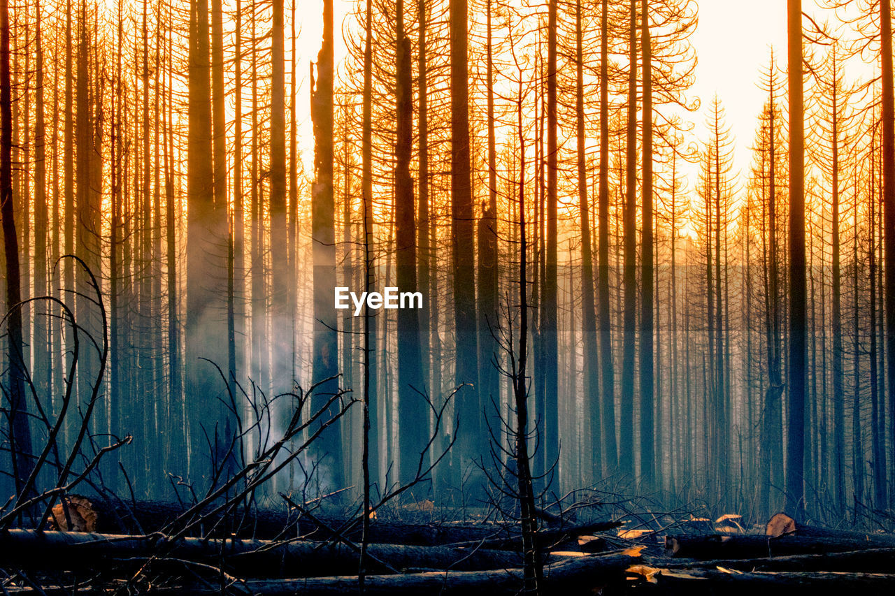  view of burned pine trees in forest