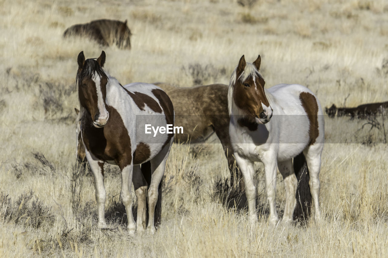 HORSE IN THE FIELD