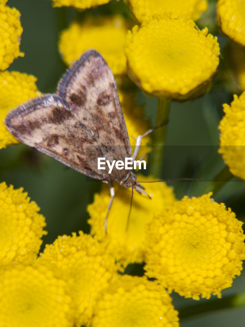 Close-up of butterfly on yellow flowers