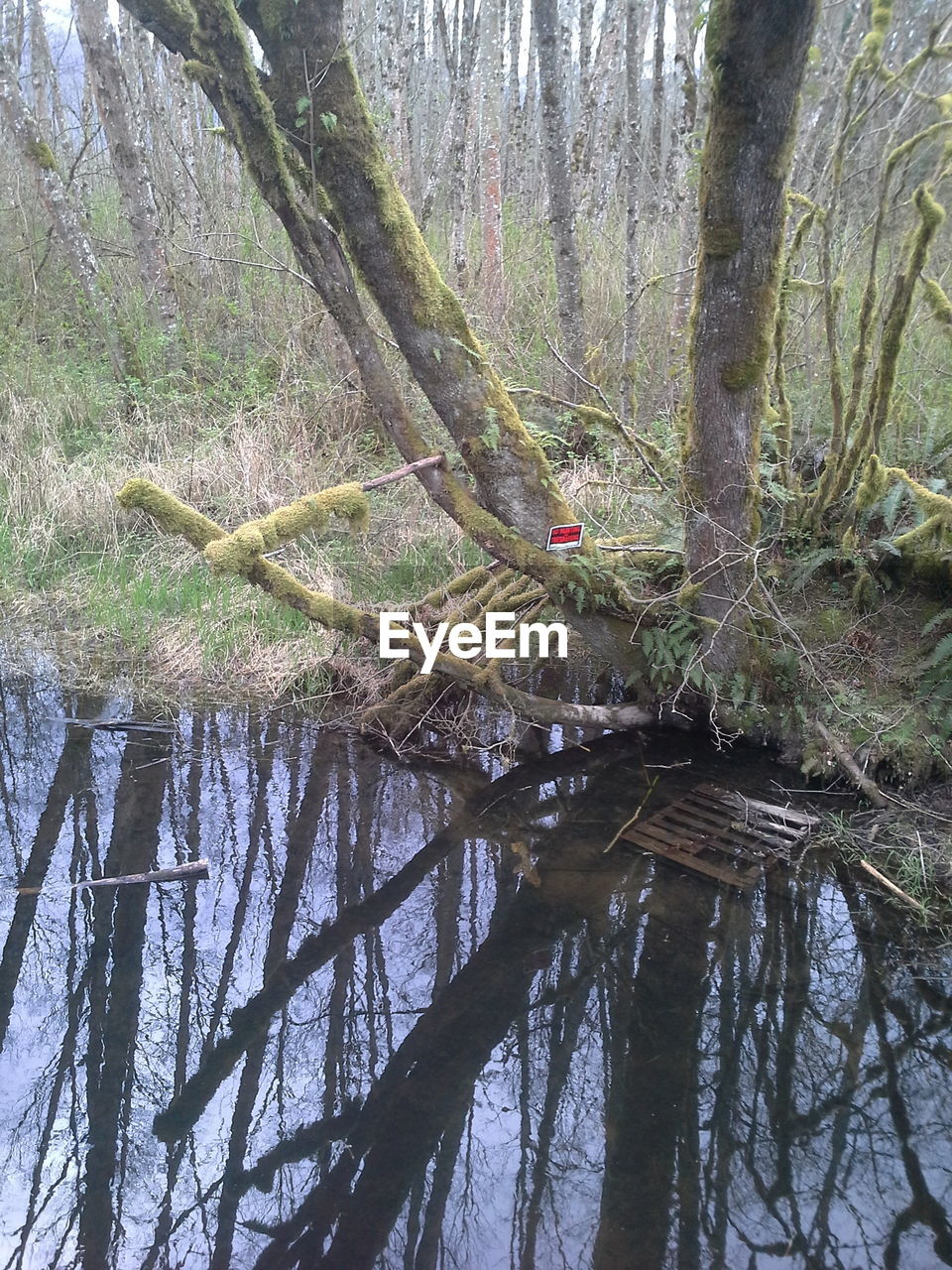 VIEW OF TREES IN FOREST