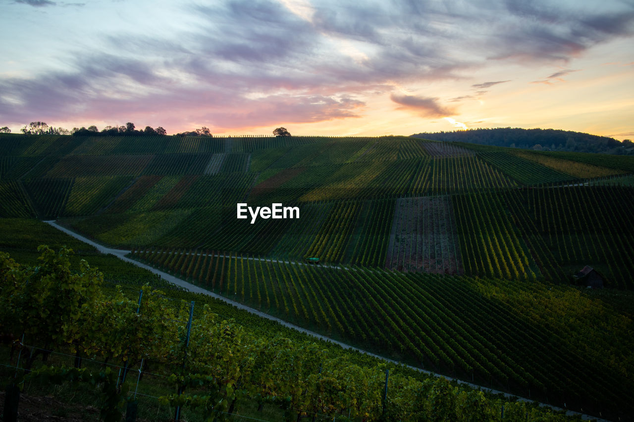 SCENIC VIEW OF VINEYARD AGAINST SKY