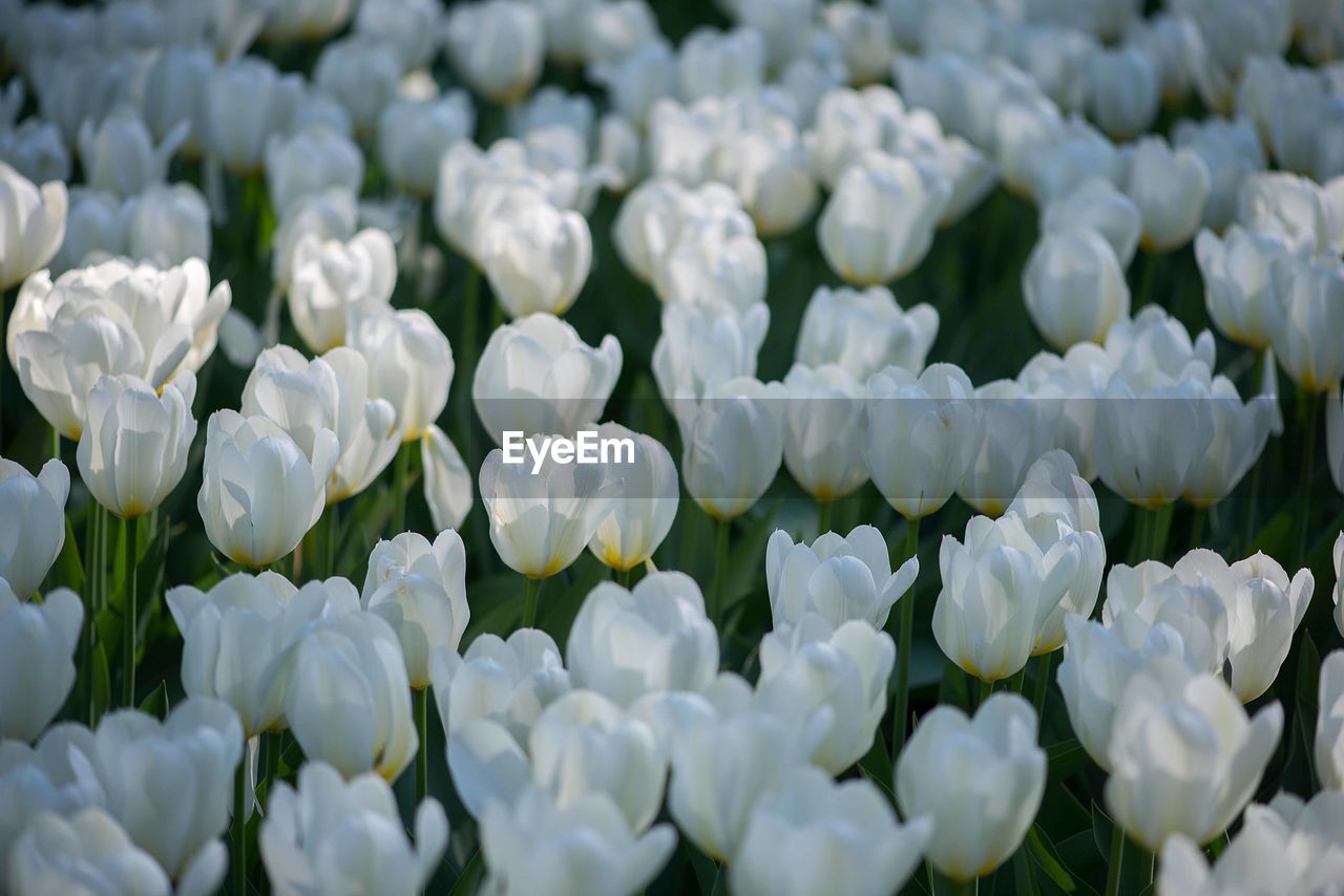 Field of white tulips