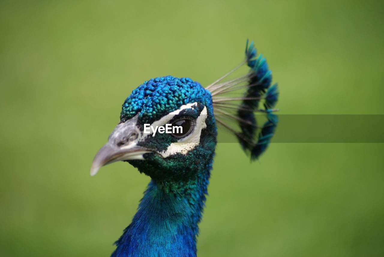 Close-up of peacock