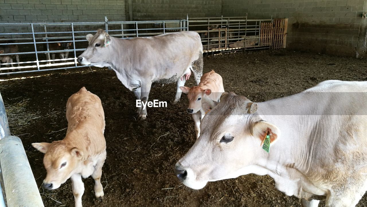 COW AND WHITE SHEEP IN BARN