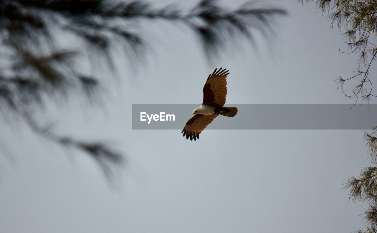 LOW ANGLE VIEW OF EAGLE FLYING