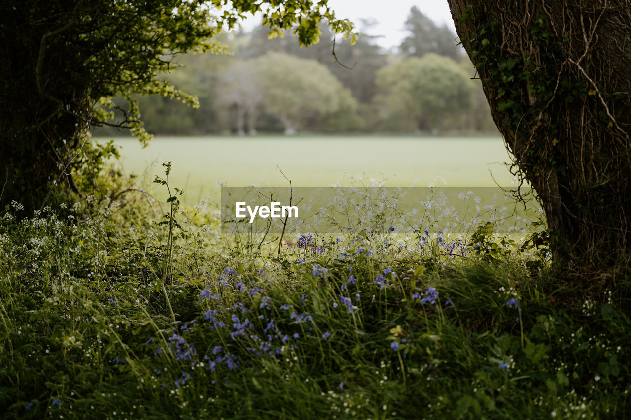 Scenic view of lake amidst grassy field