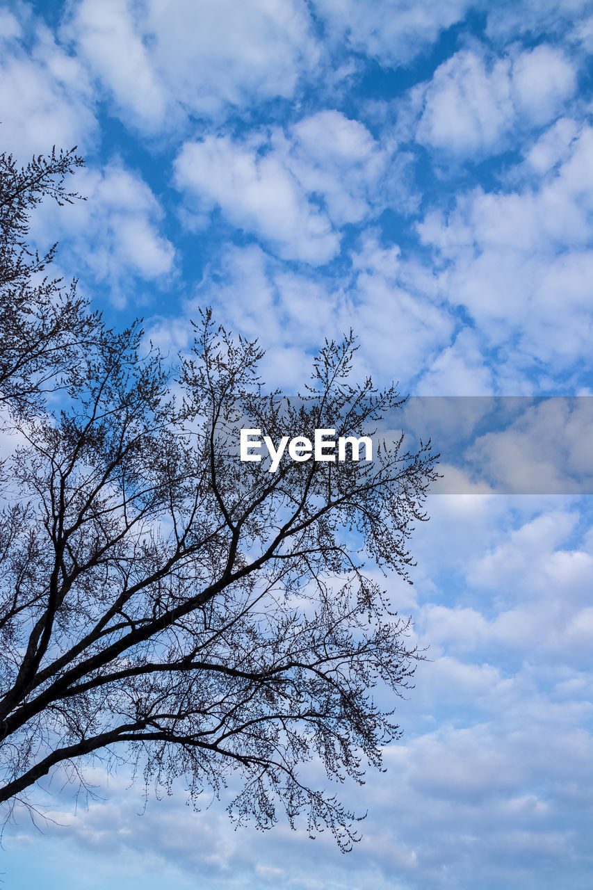 LOW ANGLE VIEW OF BARE TREE AGAINST BLUE SKY