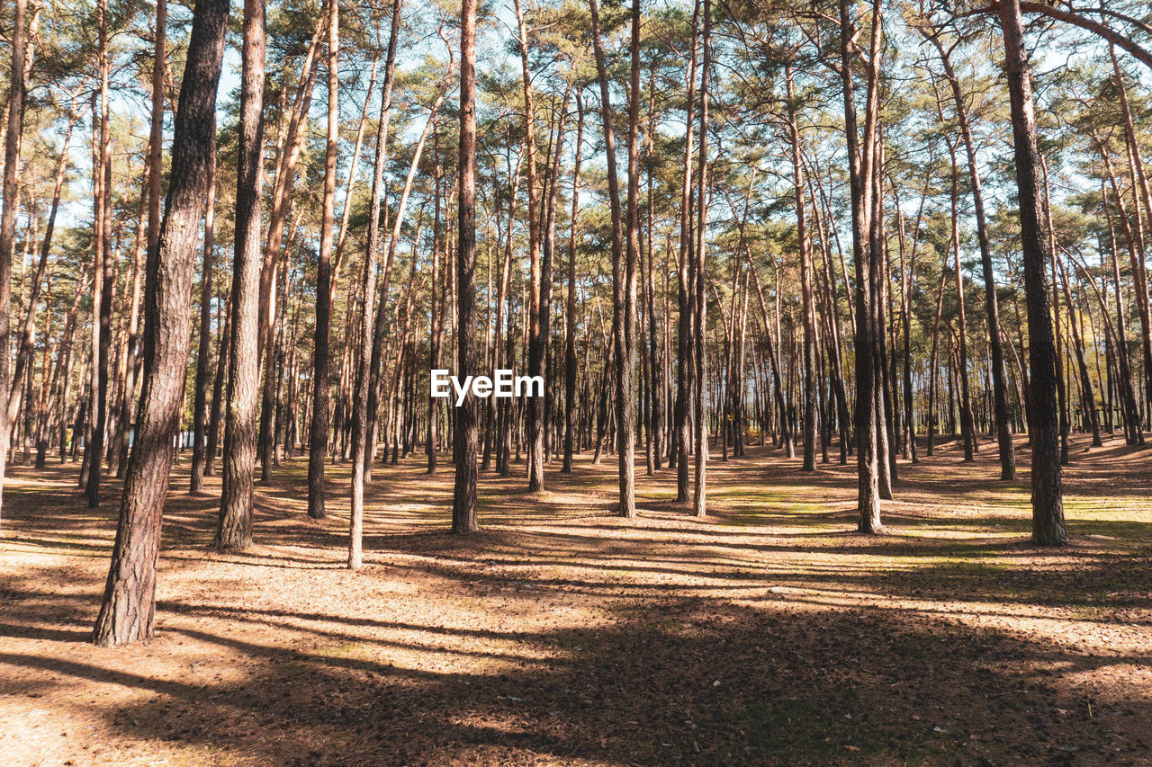 View of trees in forest