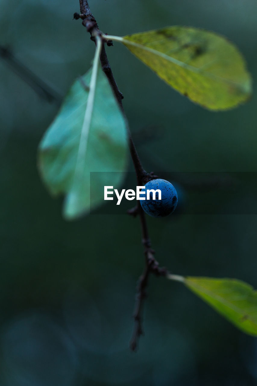 Close-up of blue berry on twig