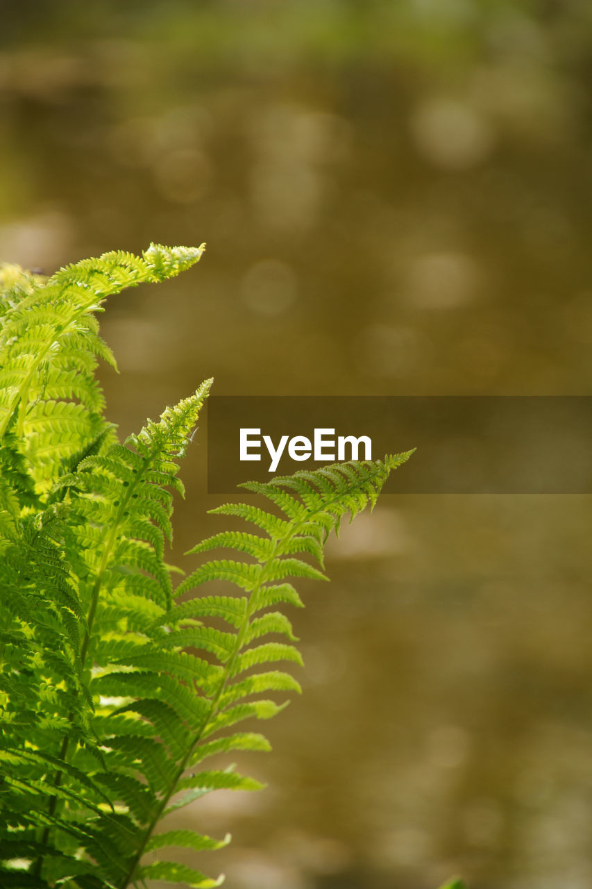 CLOSE-UP OF FERN OUTDOORS
